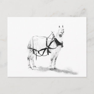 Draft Horse Equine Art Postcard Postkarte