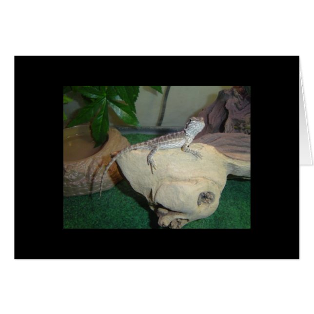 Dragon à bébé (Devant horizontal)