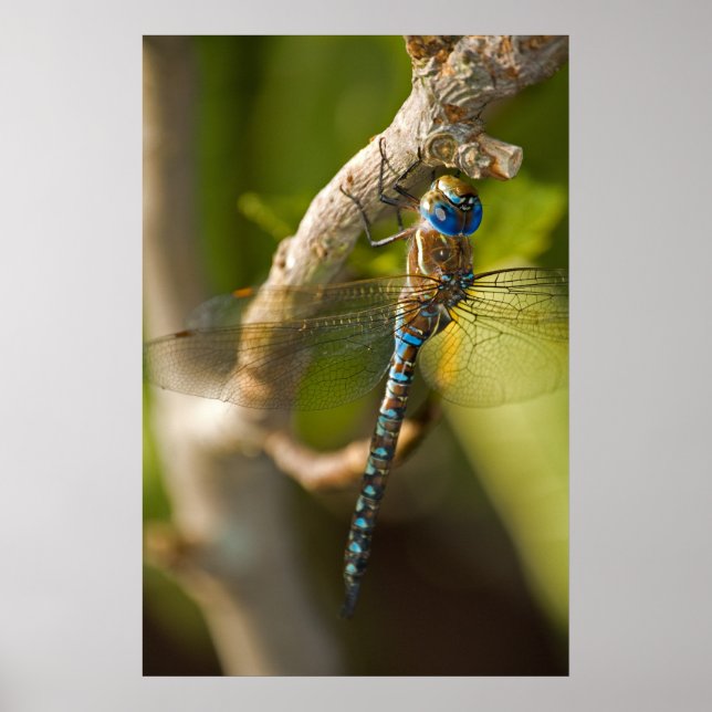 Dragon Fly Poster (Vorne)