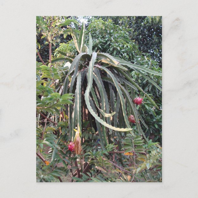 Dragon Fruit Pflanze Postkarte (Vorderseite)