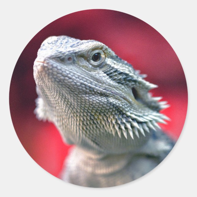 Dragon Head Stickers (Vorderseite)