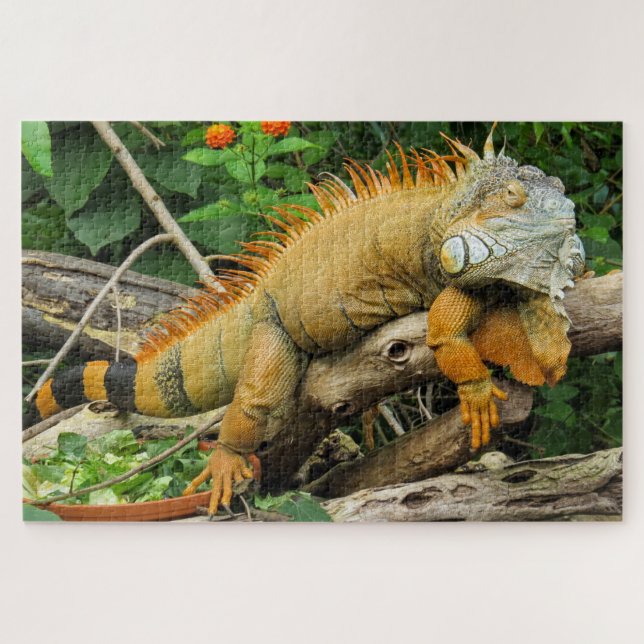 Dragon lizard sleeping along a Long Branch (Horizontal)
