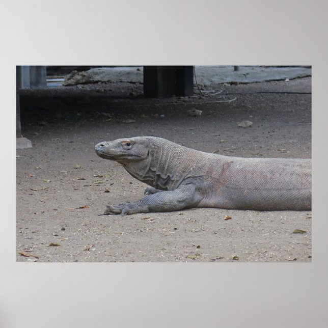 Dragon Portrait Poster (Vorne)