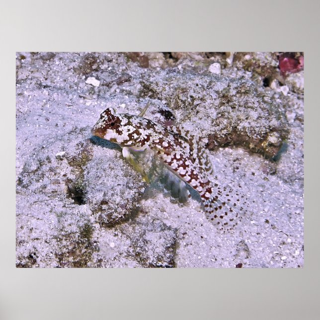 Dragonete Poster (Vorne)