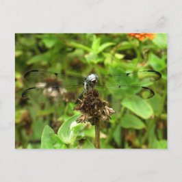 Dragonfliegen Blue Dragonfly auf einer Blume Husk  Postkarte