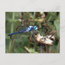 Dragonfliegen Blue Dragonfly auf einer Blume Husk  Postkarte