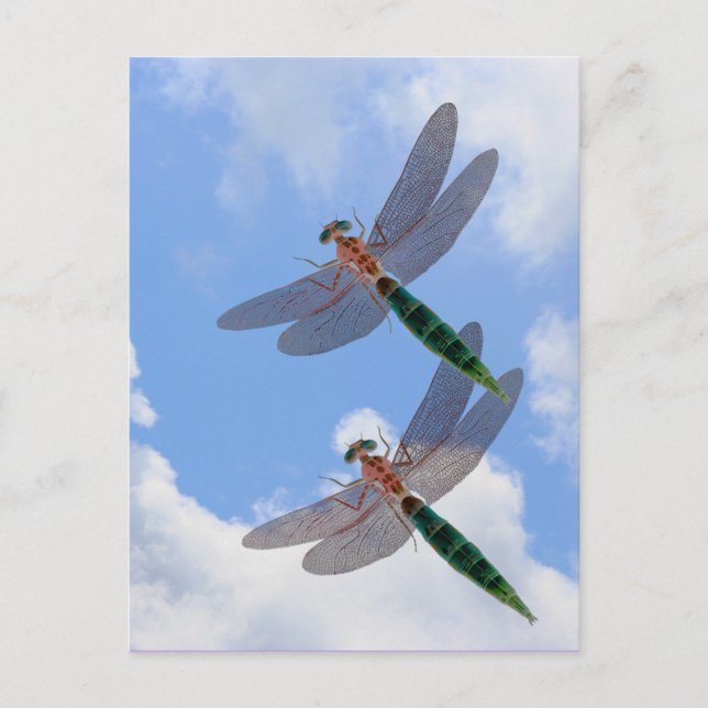 Dragonflies Blue Sky Clouds Nature Carte postale (Devant)