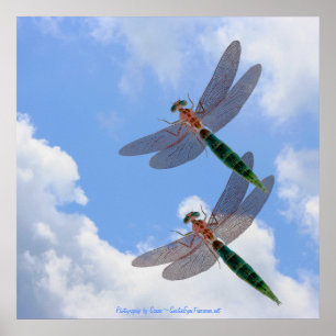 Dragonflies Blue Sky Fluffy Wolken Natur Print Poster