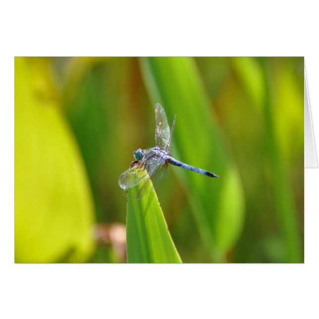 Dragonfly (Devant horizontal)