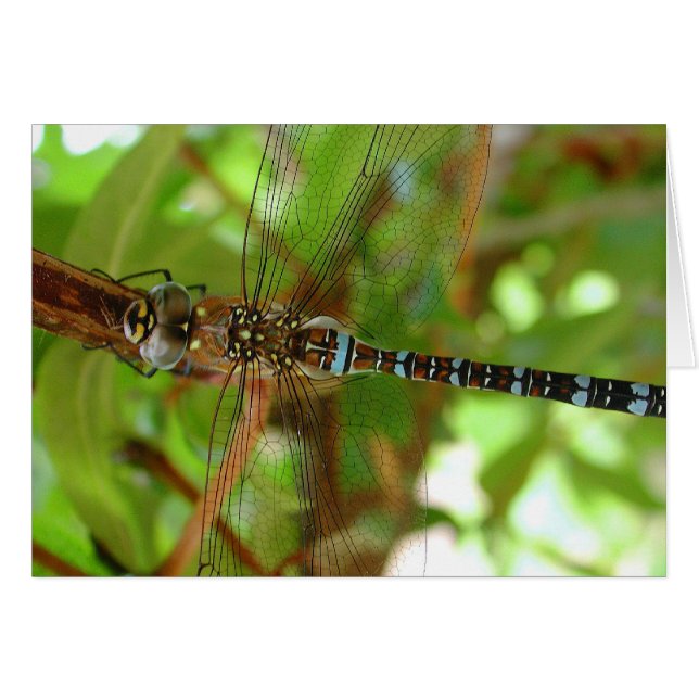 Dragonfly (Vorderseite (Horizontal))