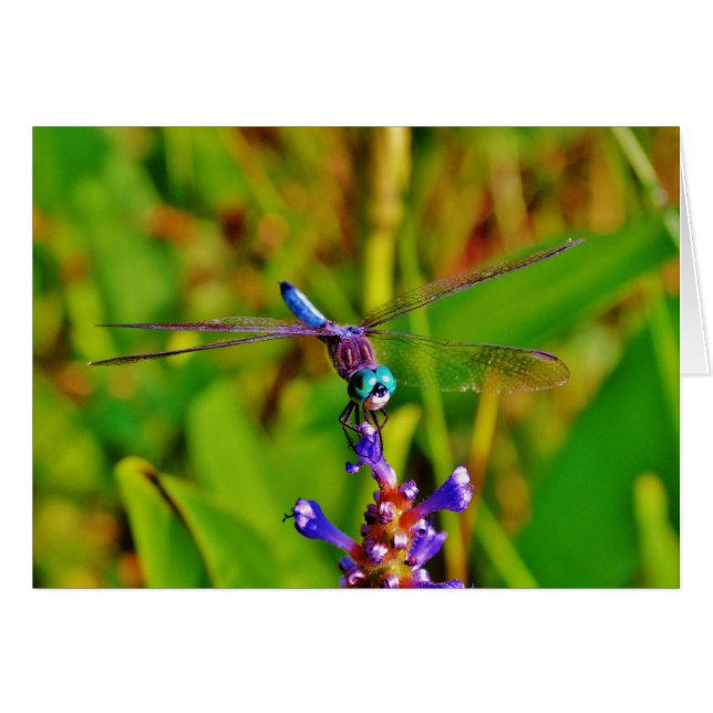 Dragonfly (Devant horizontal)