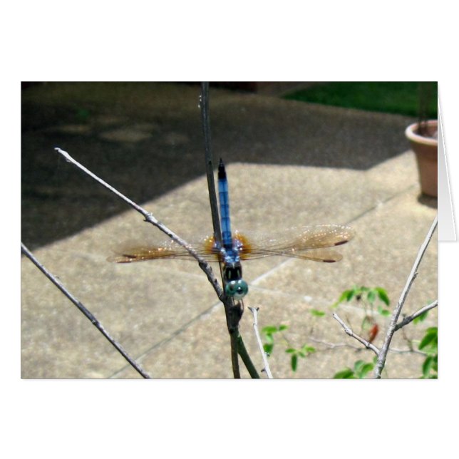 Dragonfly (Vorderseite (Horizontal))