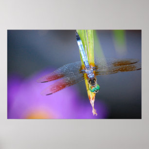 Dragonfly - affiche / impression