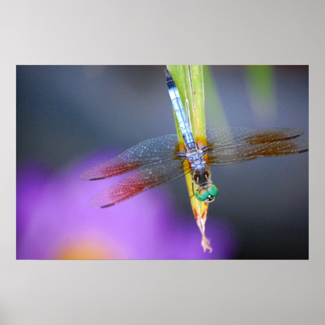 Dragonfly - affiche / impression (Devant)
