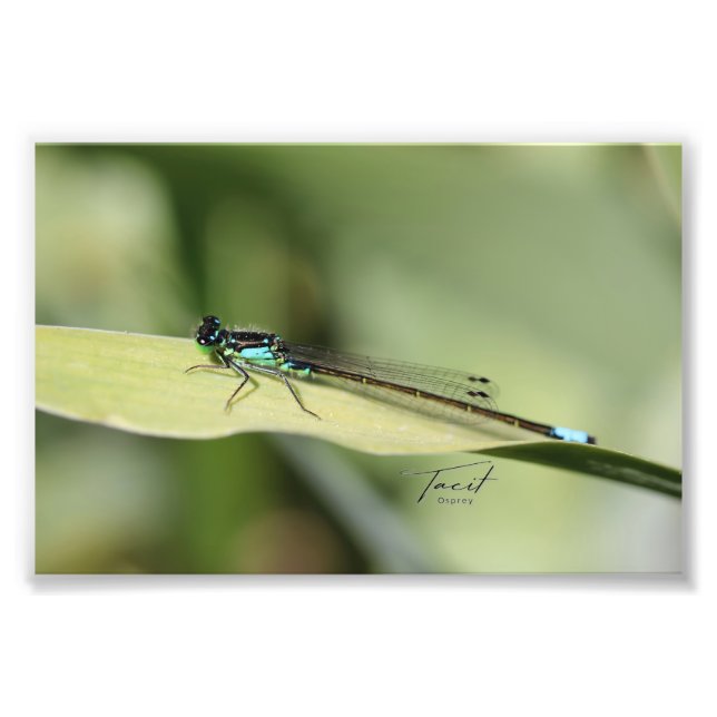 Dragonfly auf dem linken Foto drucken (Vorne)