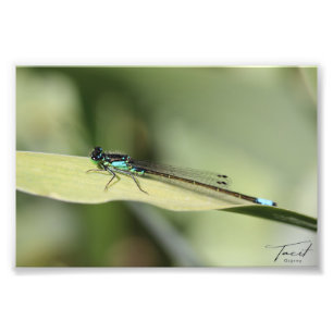 Dragonfly auf dem linken Foto drucken