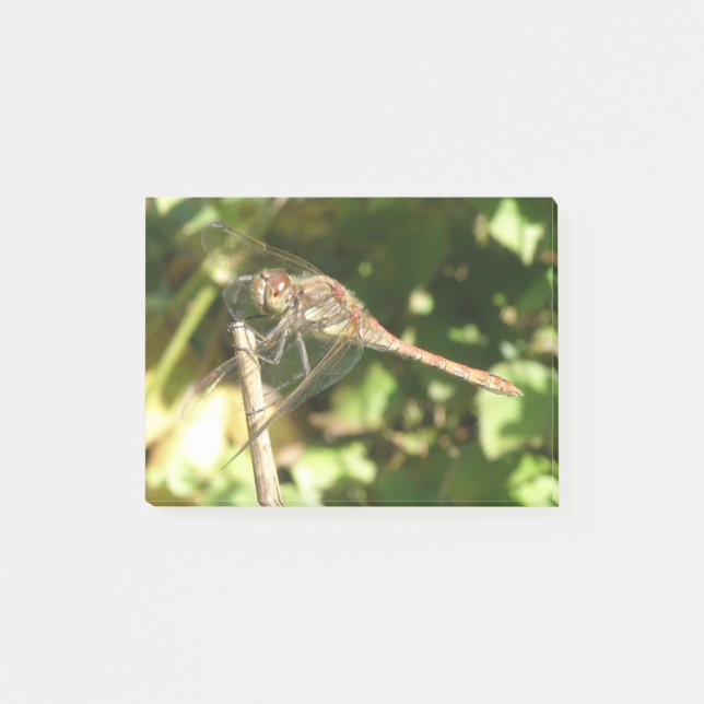 Dragonfly auf dem Twig-Post-Noten Post-it Klebezettel (Vorderseite)