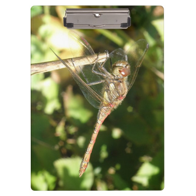 Dragonfly auf der Twig-Clipboard Klemmbrett (Vorderseite)