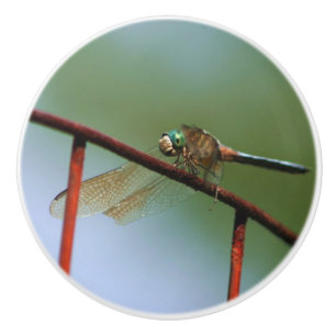 Dragonfly auf Drahtzaun Nah Keramikknauf