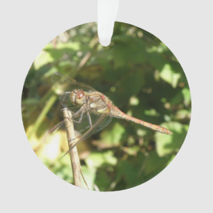 Dragonfly auf einem Twig-Akrylorschmuck Ornament