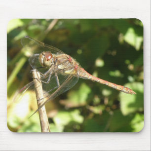 Dragonfly auf einem Twig-Macro-Mousepad Mousepad
