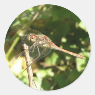 Dragonfly auf einem Twig Stickers