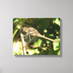 Dragonfly auf Twig Canvas Print Leinwanddruck