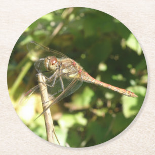 Dragonfly auf Twig Paper-Untersetzer Runder Pappuntersetzer
