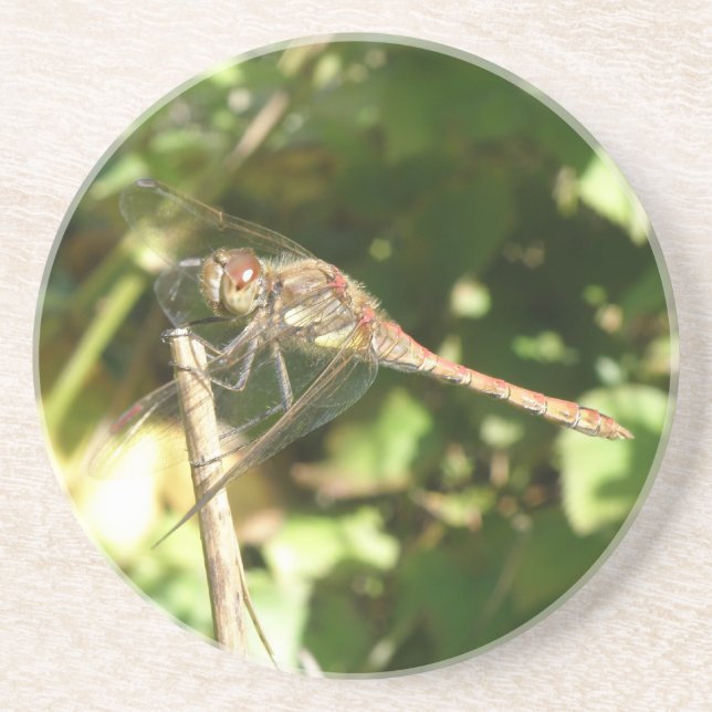Dragonfly auf Twig-Untersetzer Sandstein Untersetzer (Vorne)
