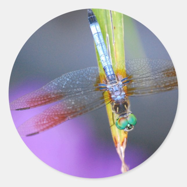 Dragonfly - autocollants (Devant)