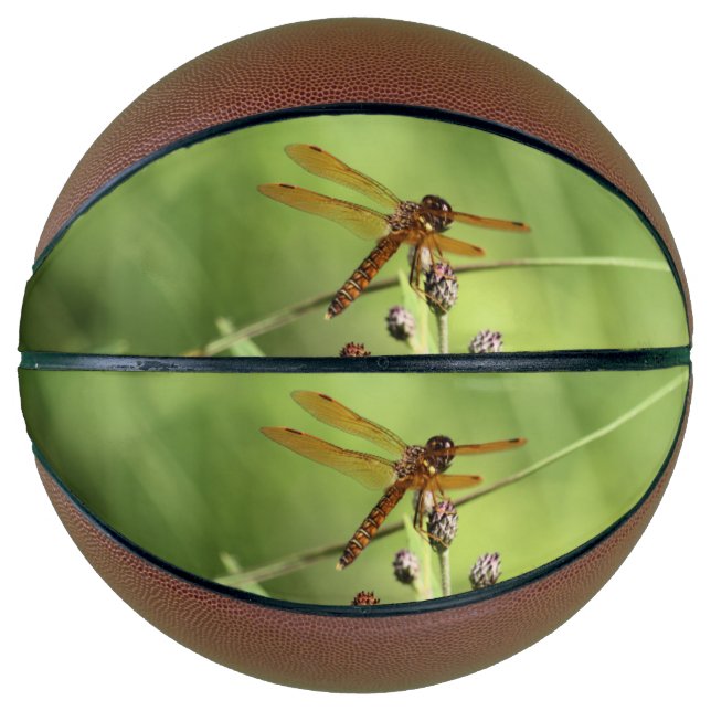 Dragonfly Basketball (Vorderseite)