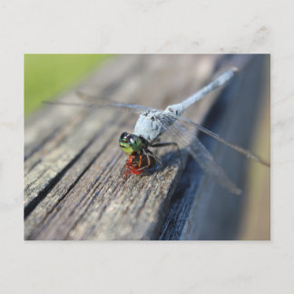 Dragonfly Blank Postkarte