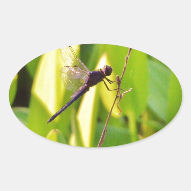 Dragonfly Blau und schwarz auf Gras. Ovaler Aufkleber (Vorderseite)