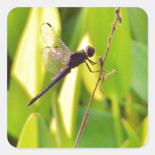 Dragonfly Blau und schwarz auf Gras. Quadratischer Aufkleber