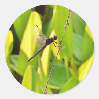Dragonfly Blau und schwarz auf Gras. Runder Aufkleber