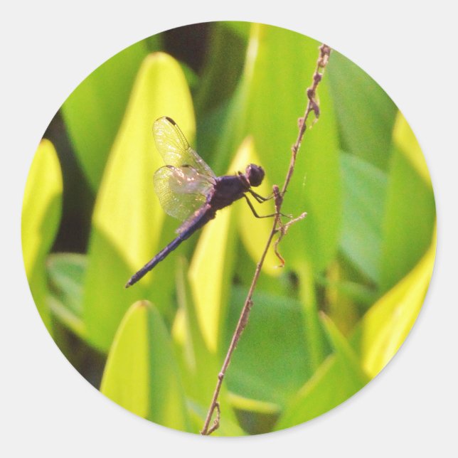 Dragonfly Blau und schwarz auf Gras. Runder Aufkleber (Vorderseite)