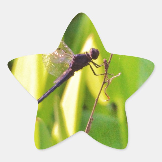 Dragonfly Blau und schwarz auf Gras. Stern-Aufkleber (Vorderseite)