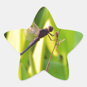 Dragonfly Blau und schwarz auf Gras. Stern-Aufkleber