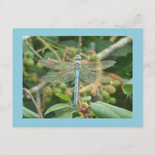 Dragonfly Blue Kaiser mit Border DIY Postkarte