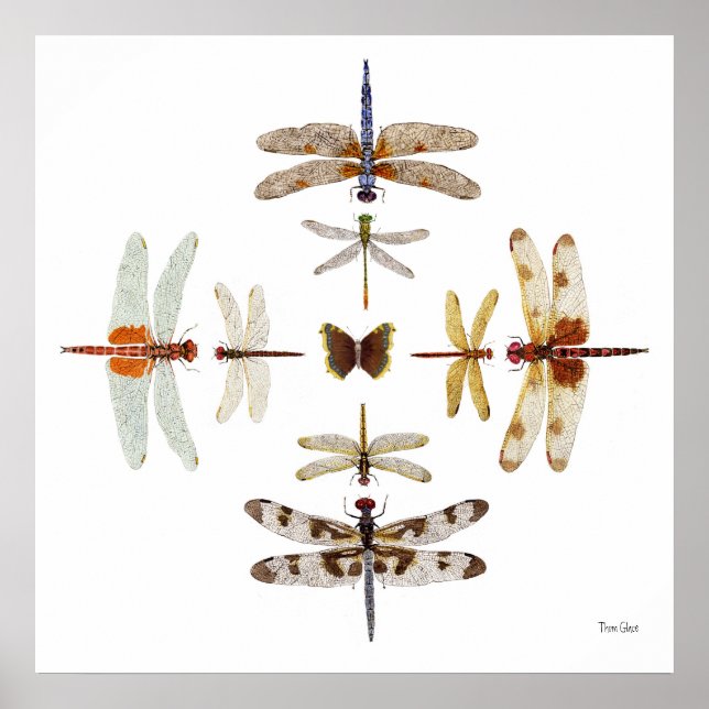 Dragonfly Bullseye Graphics Poster (Vorne)