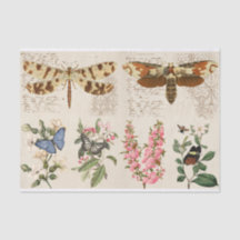 Dragonfly Butterfly Moth Blume