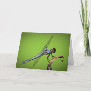 Dragonfly, carte