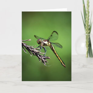 Dragonfly, carte