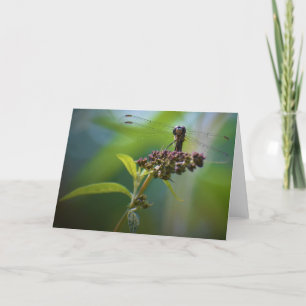 Dragonfly, carte