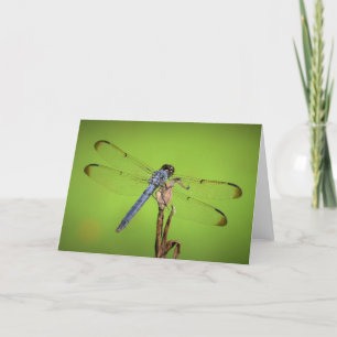 Dragonfly, carte