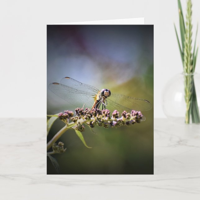 Dragonfly, carte (Devant)