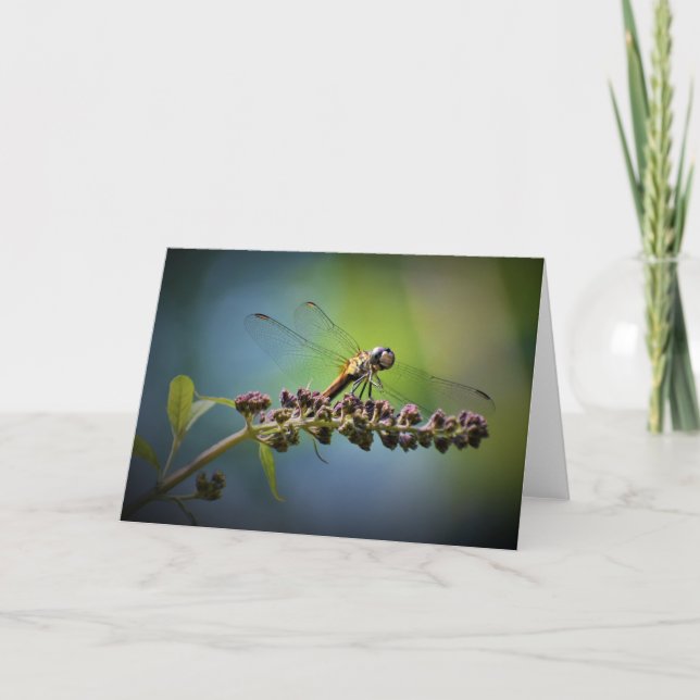 Dragonfly, carte (Devant)