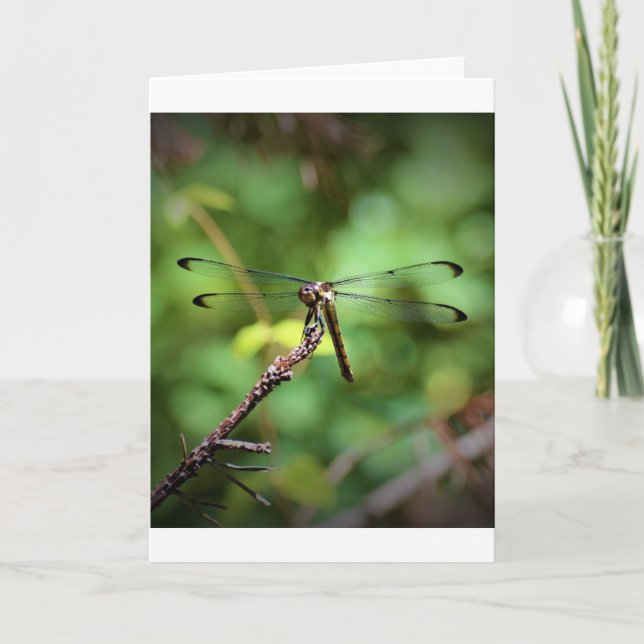 Dragonfly, carte (Devant)
