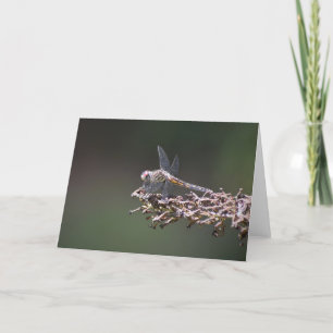 Dragonfly, carte