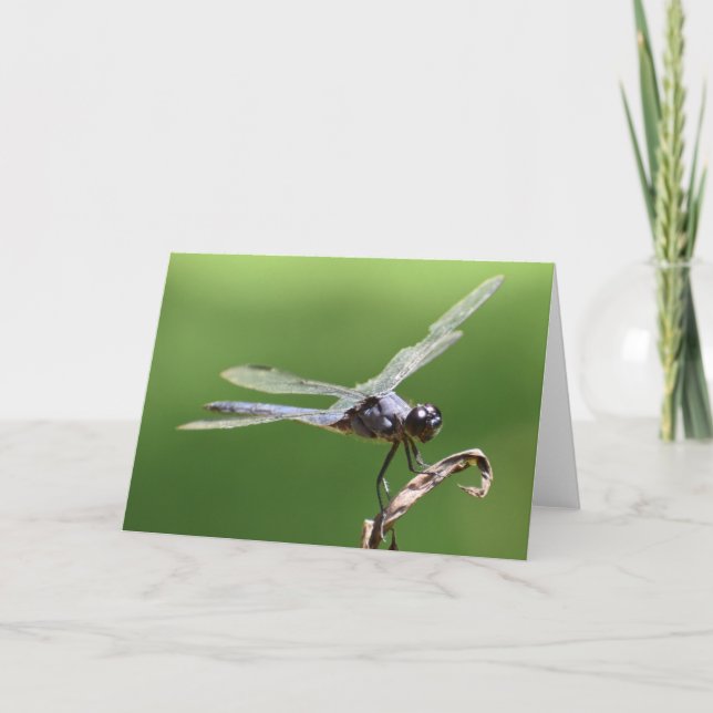 Dragonfly, carte (Devant)